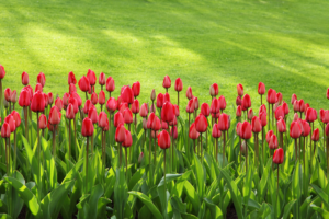 red tulip plants and landscaped commercial lawn