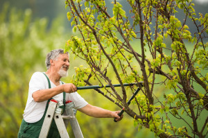 Senior man gardening in his garden (color toned image)